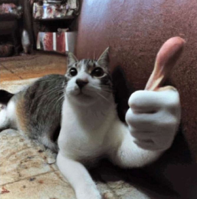 Кот слегка скуф показывает жест одобрения