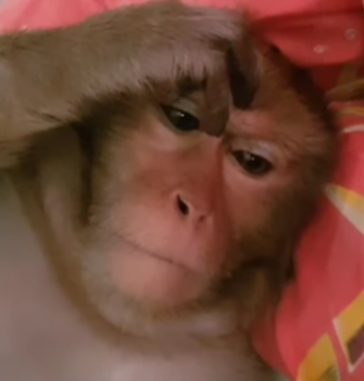 Обезъяна о чём-то серьёзно думает