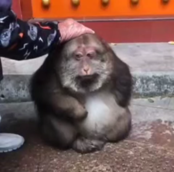 Рука гладит неуверенного монка