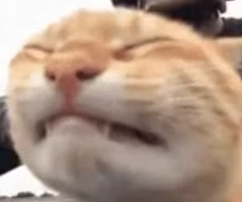 Перенапряжение в образе кота